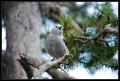 CRW_8652 Bird in tree